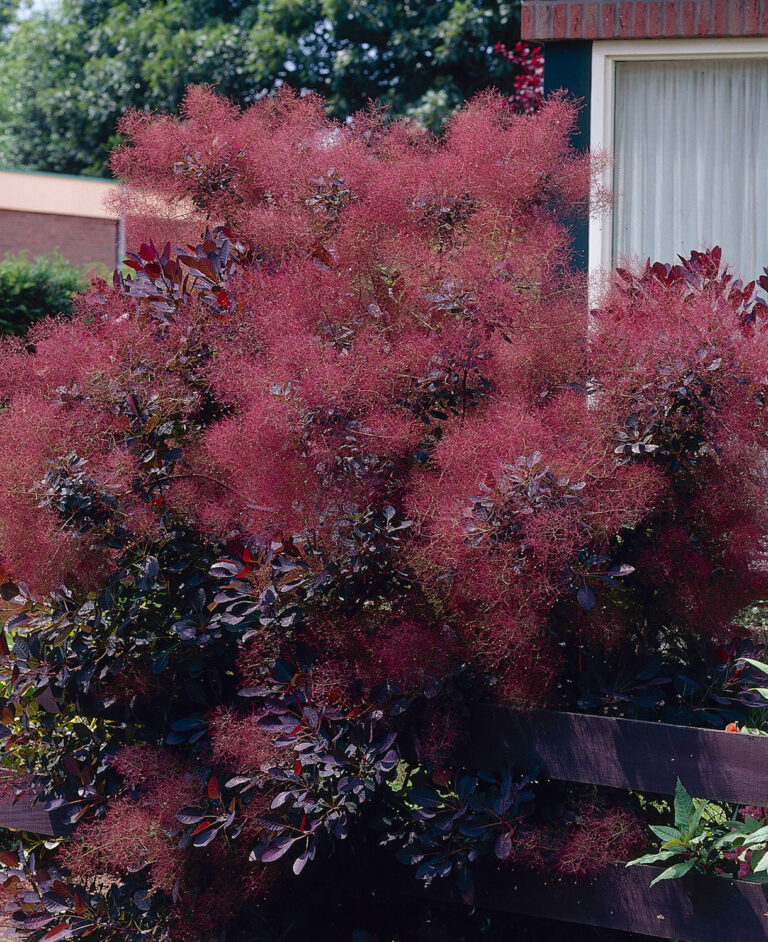 Cotinus coggygria "Royal Purple"