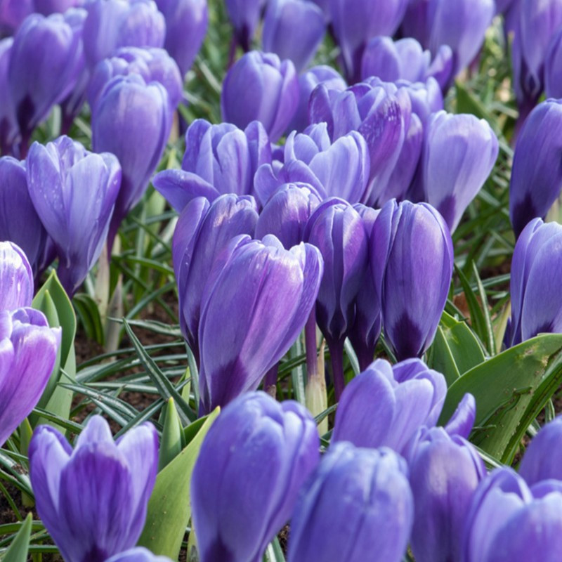 Crocus suureõieline Blue Ocean 7/8