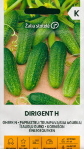 Kurk kornišon "Dirigent H" Žalia stotele 0,5 g