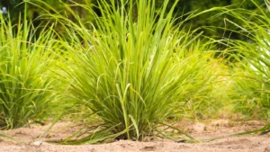 Malabari sidrunhein AKONE 0,1 g
