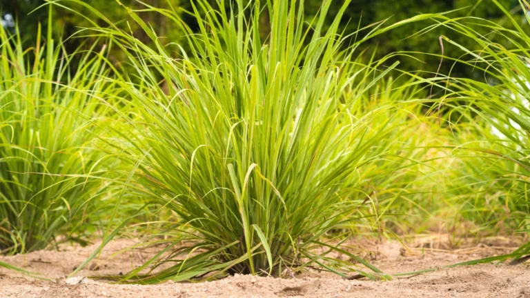 Malabari sidrunhein AKONE 0,1 g