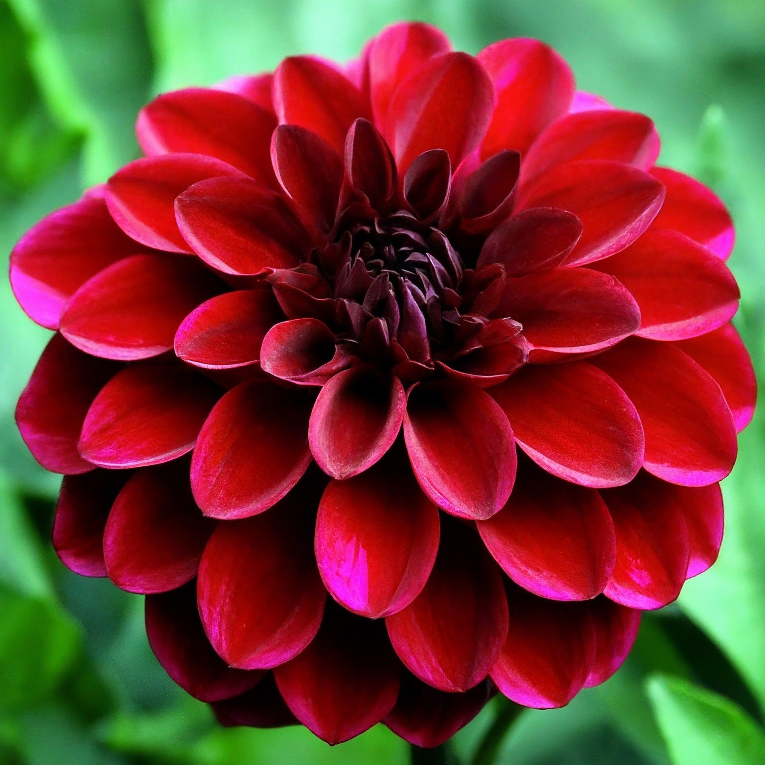 Dahlia "Arabian Night" 1L pott