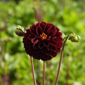 Dahlia "Dark Spirit" 1L pott
