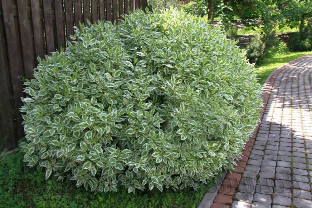 Cornus alba "Elegantissima"