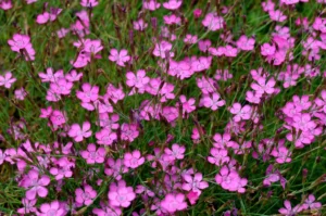 Dianthus deltoides Nurmenelk