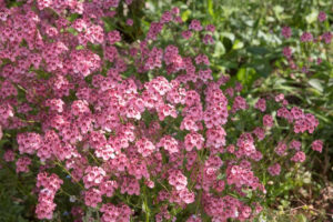 Diascia