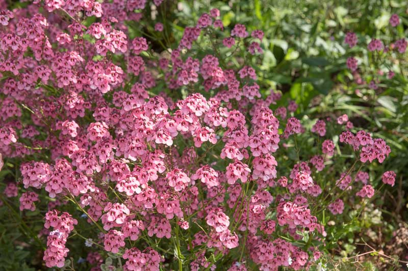 Diascia