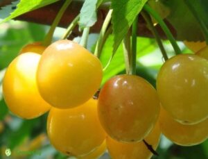 Trešnė Prunus avium "Drogani kollane"