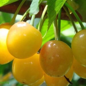 Prunus avium "Drogani kollane" (1)