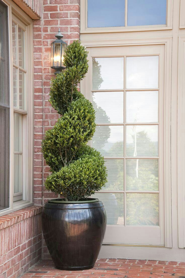 Buxus sempervirens, spirāle