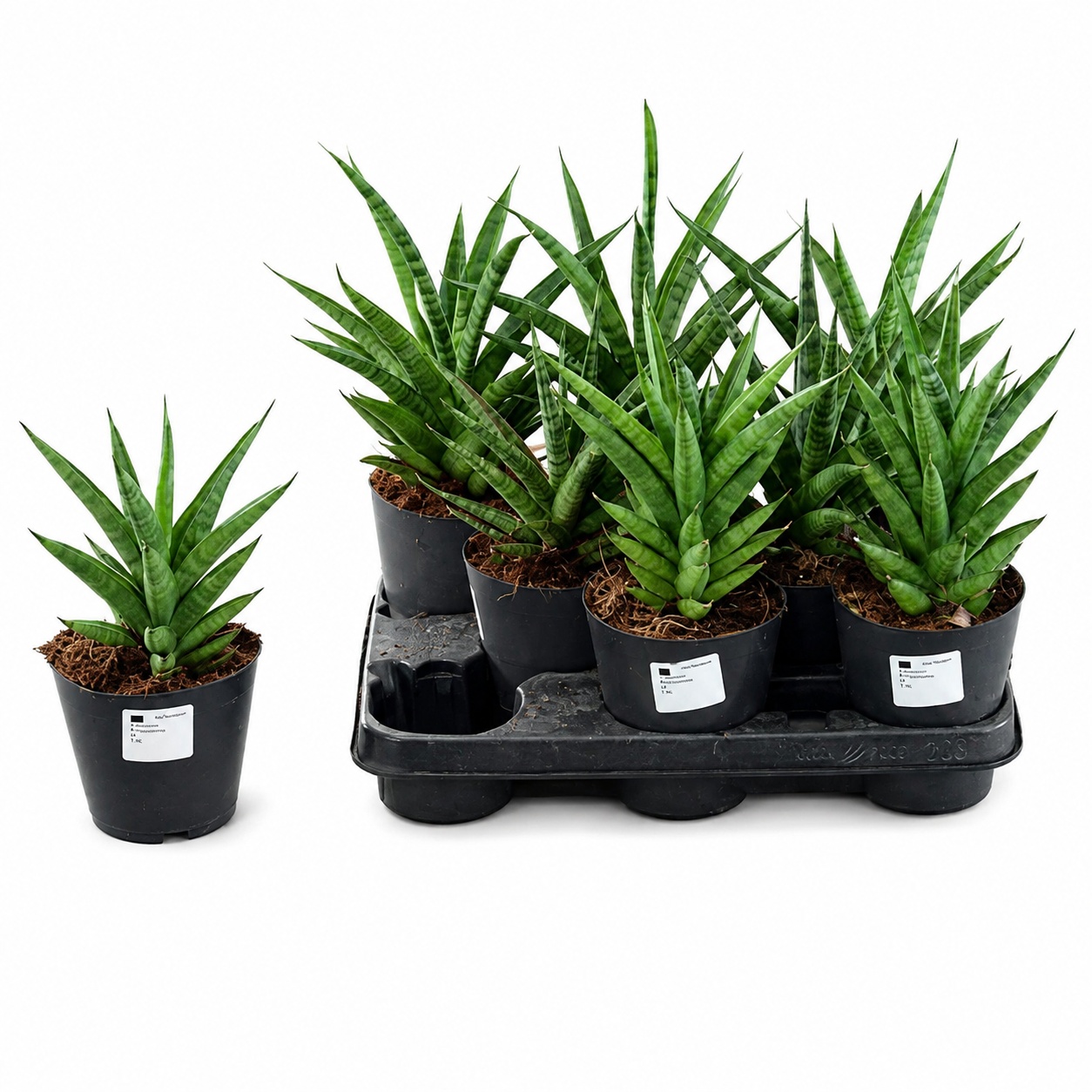 Sansevieria (Sansevieria) segu