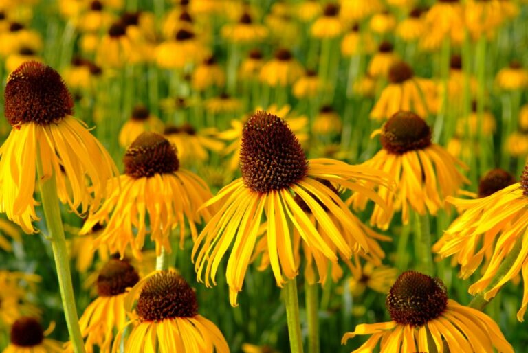 Kollane siilkübar (Echinacea) Johnsons 20 s.