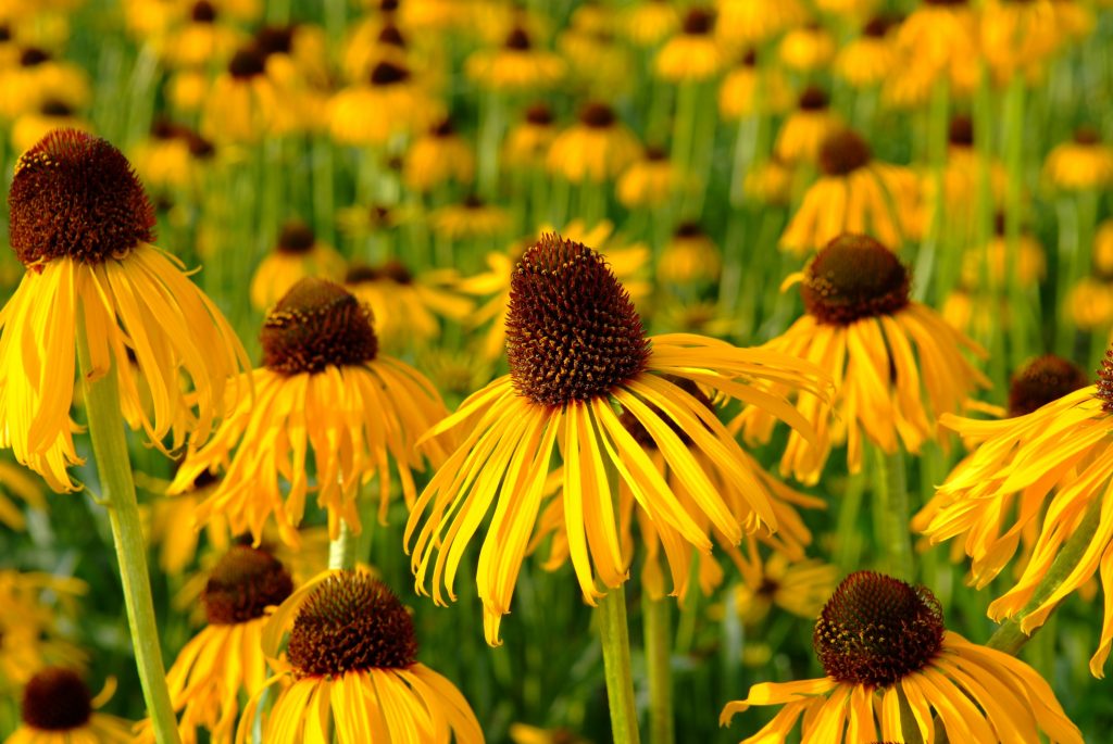 Эхинацея жёлтая (Echinacea) Johnsons, 20 семян