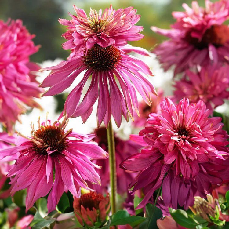 Echinacea purpurea "Paradiso Super-Duper"