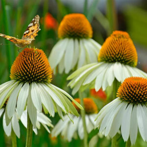 Echinacea "White Swan" 9cm pott