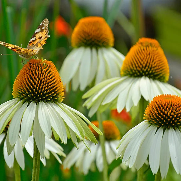 Echinacea purpurea "White Swan", 9 cm vazonėlyje
