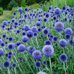 Sinine mesiohakas "Echinops" Mr.Fothergill's 50 s.