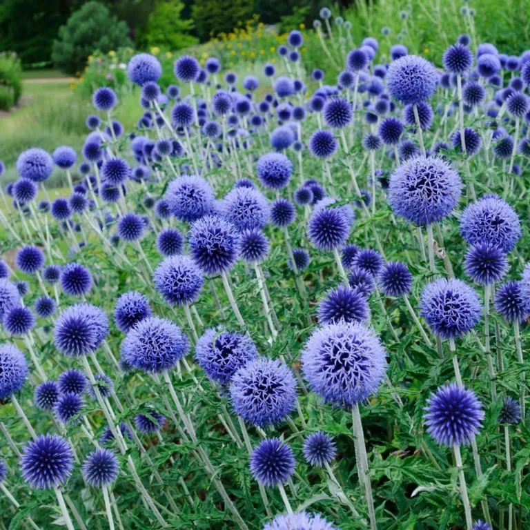 Sinine mesiohakas "Echinops" Mr.Fothergill's 50 s.