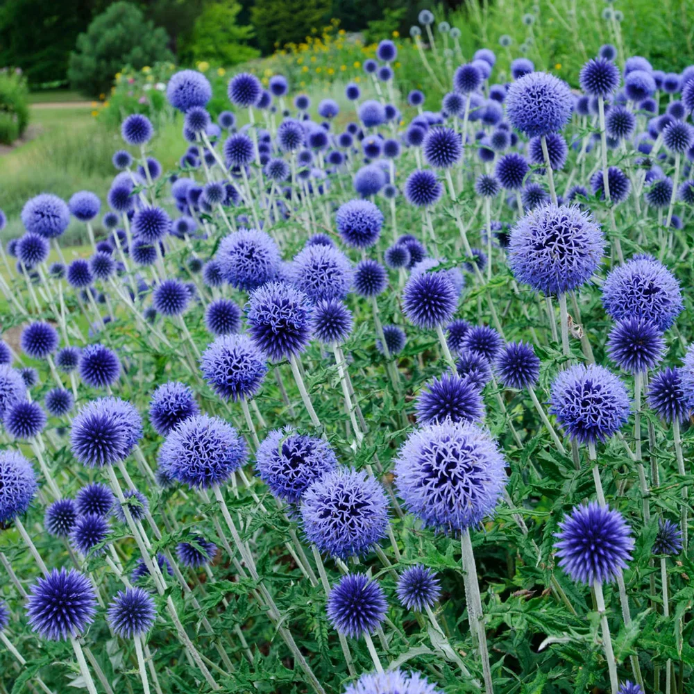 Sinipallo-ohdake "Echinops" Mr.Fothergill's 50 siementä