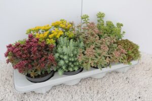 Sedum (maksaruoho) lajitelma, lajike määrittelemätön