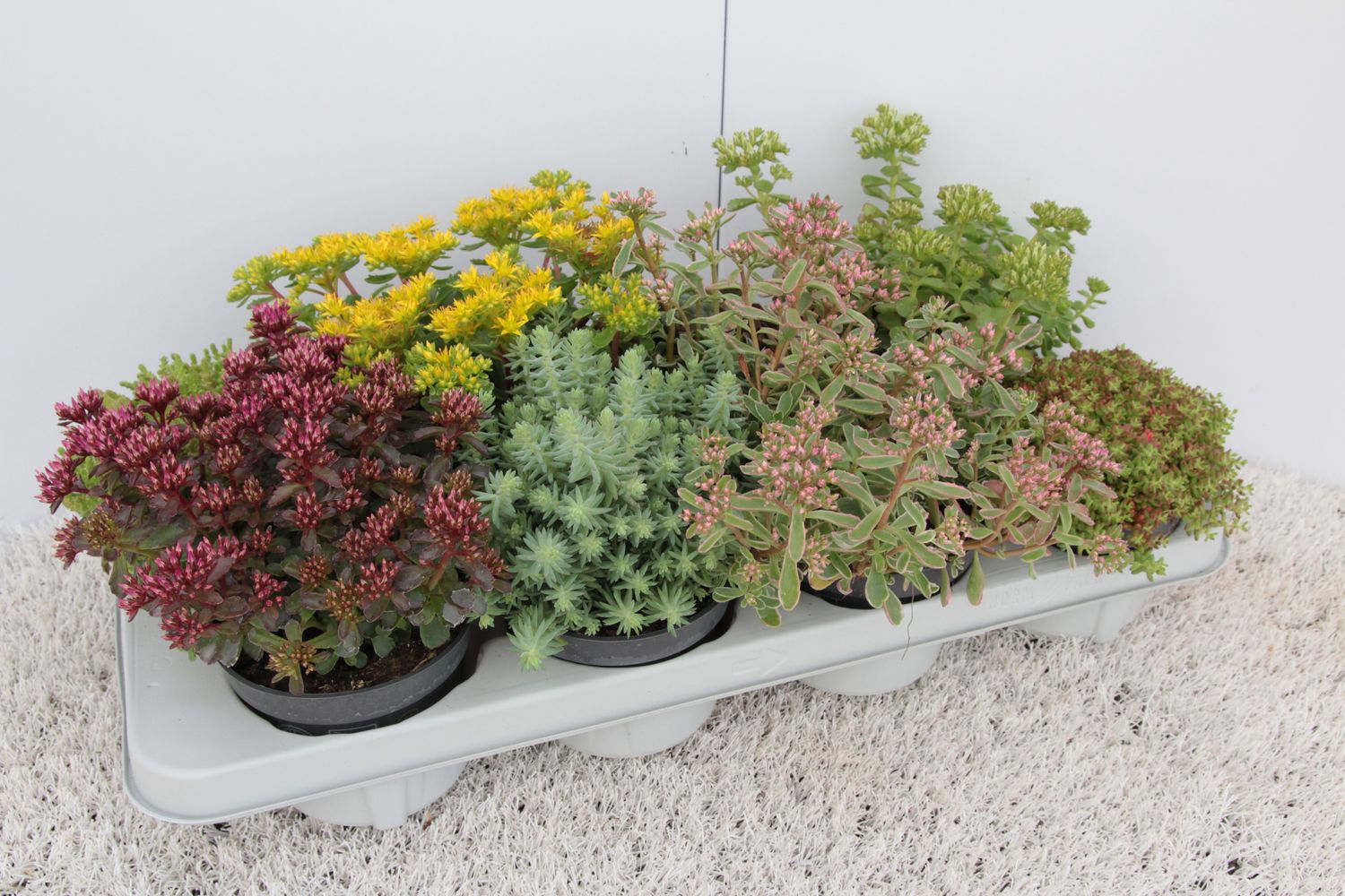 Очиток (Sedum) ассорти, сорт не указан