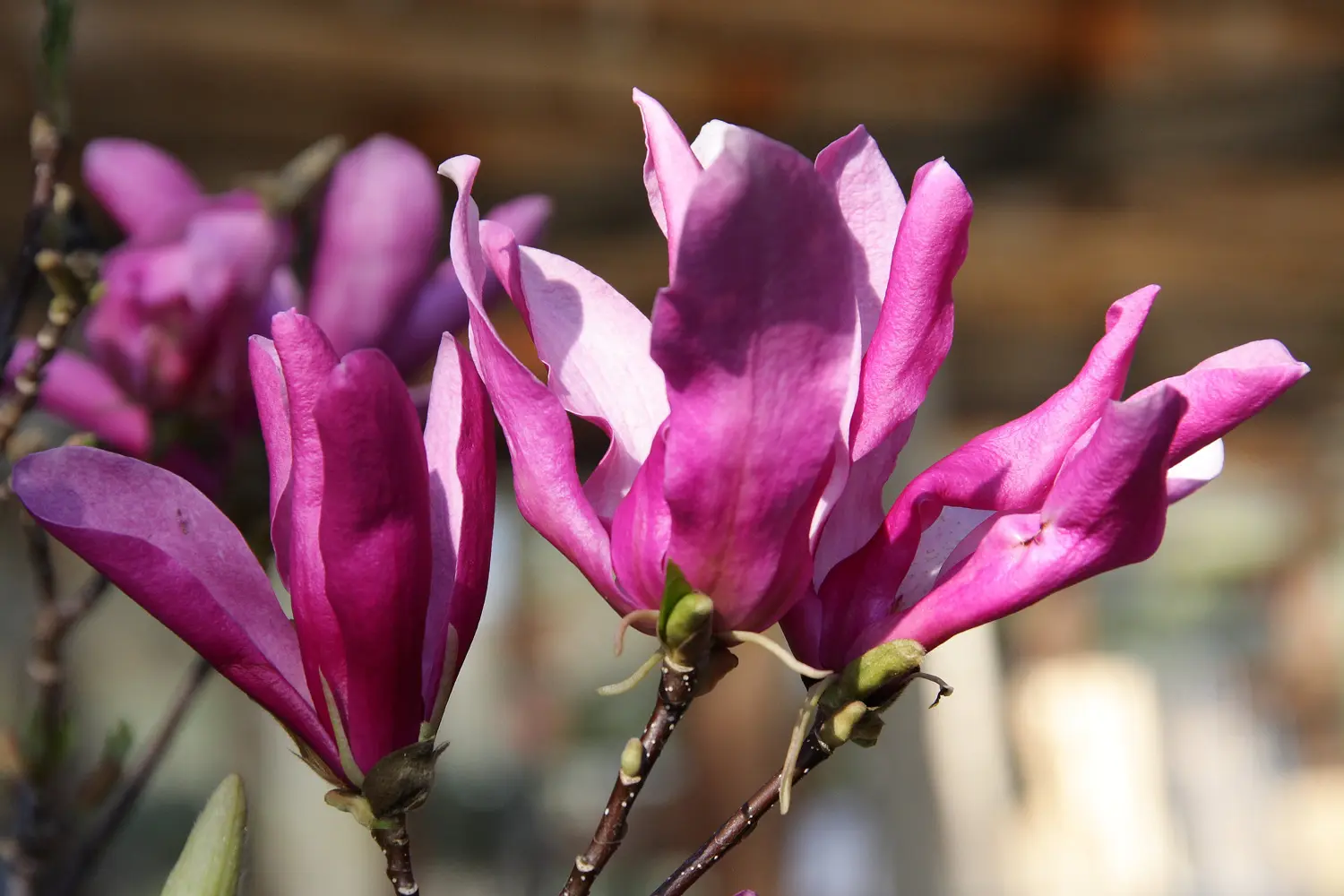 Magnolia "Susan"