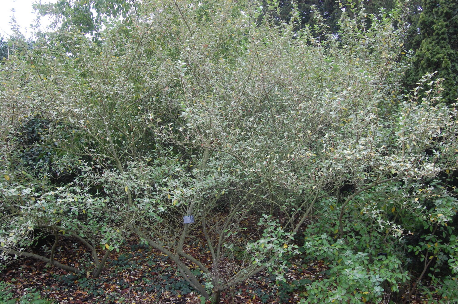 Elaeagnus umbellata