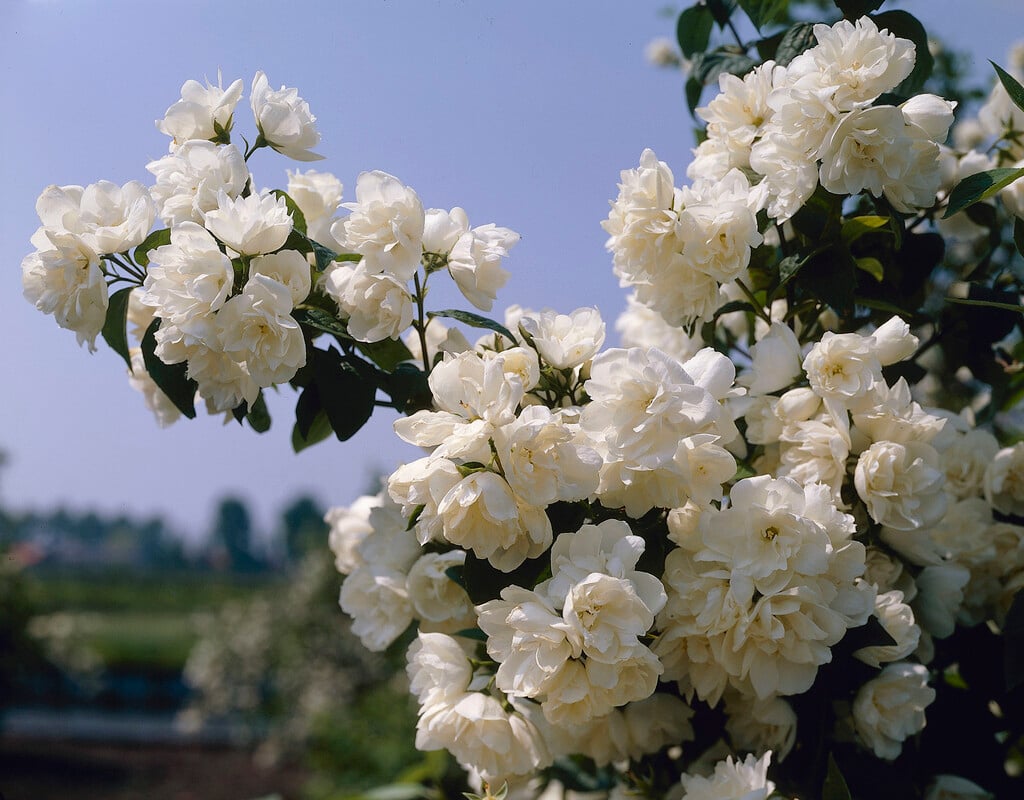 Philadelphus "Virginal"