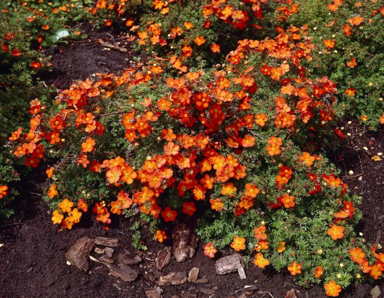 Potentilla fruticosa "Red Ace"
