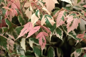 Acer negundo "Flamingo"