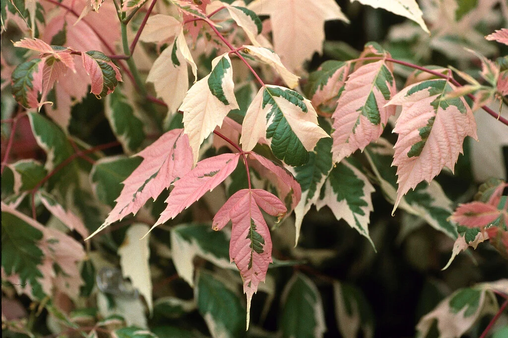 Acer negundo "Flamingo"