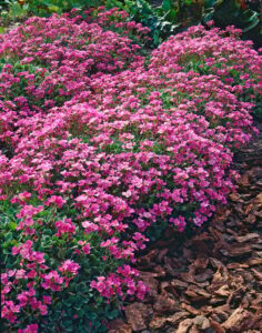 Arabis alpina "Rosea" 9 cm pott