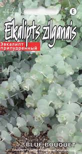 Эвкалипт "Baby blue bouquet" KURZEMES SĒKLAS 5 семян