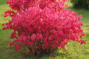 Euonymus alatus "Chicago Fire"