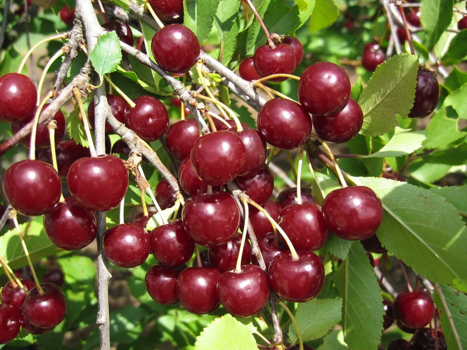 Prunus cerasus "Turgenevka"