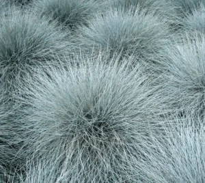 Festuca ovina "Varna"