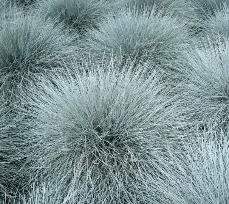Festuca ovina "Varna"