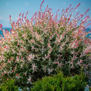 Salix integra "Flamingo"