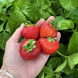 Fragaria ananassa "Asia"