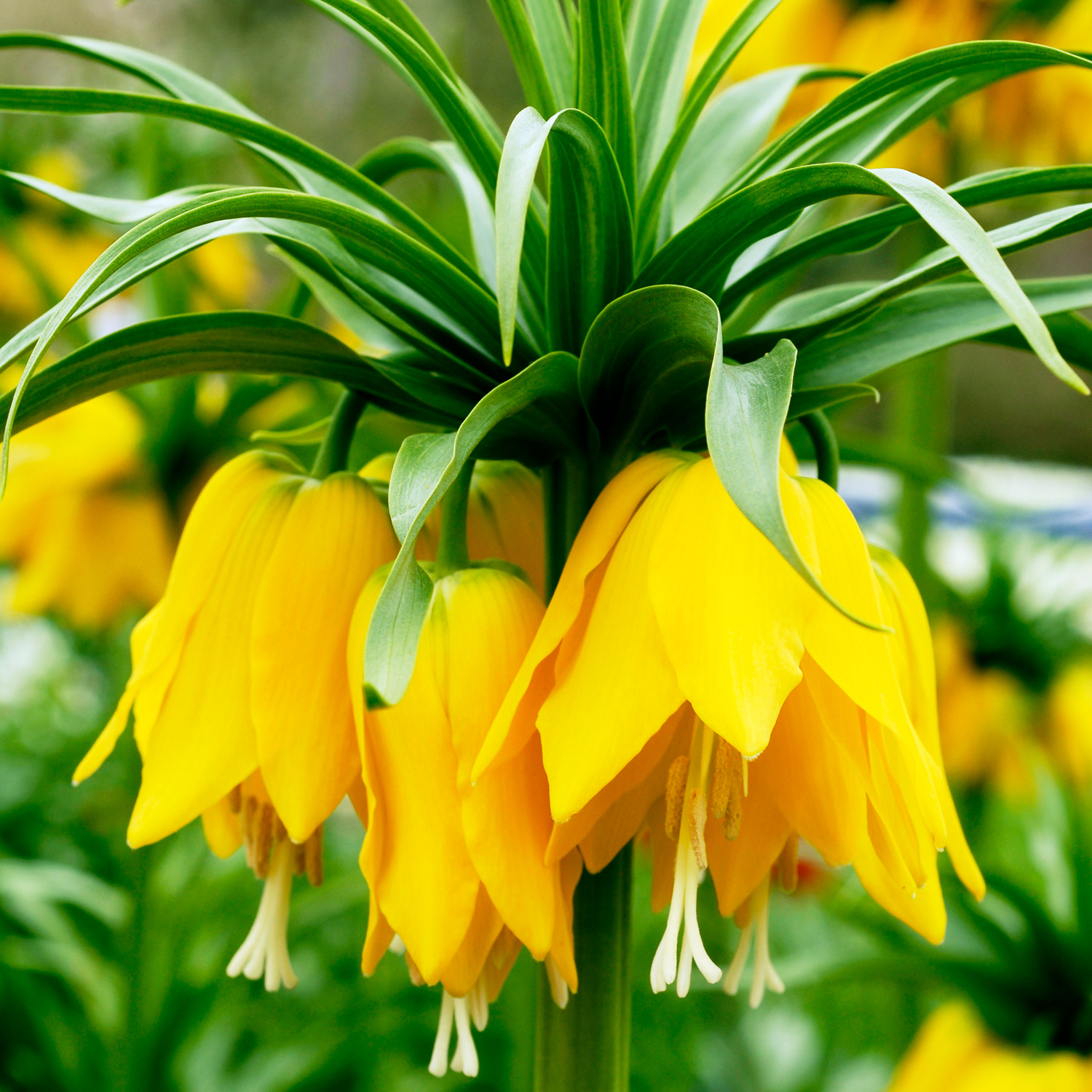 Fritillaria imperialis "Lutea"