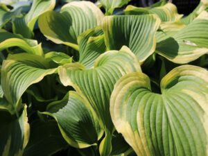 Hosta fortunei "Atlantis"