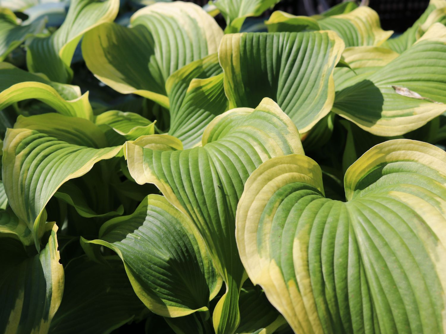 Hosta fortunei "Atlantis"