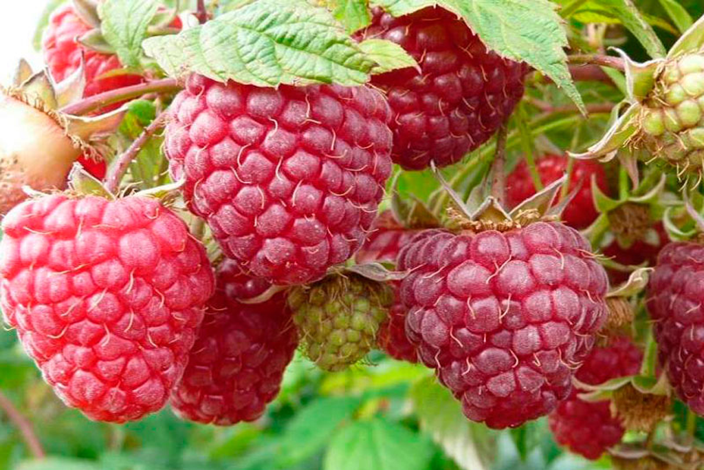Малина "Polka" (Rubus idaeus "Polka")