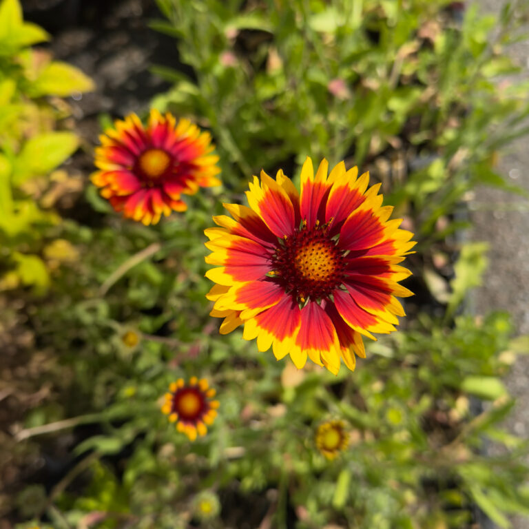 Gaillardia aristata