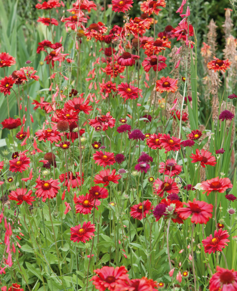 Gaillardia aristata "Burgundy"