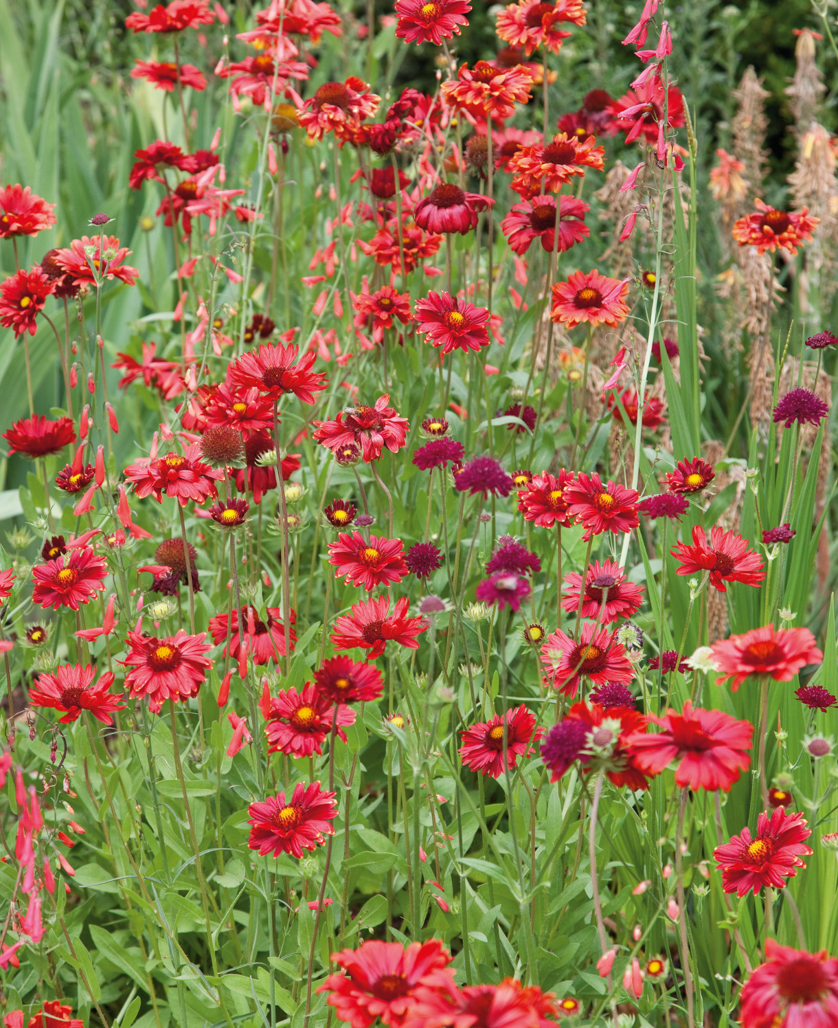 Gaillardia aristata "Burgundy"