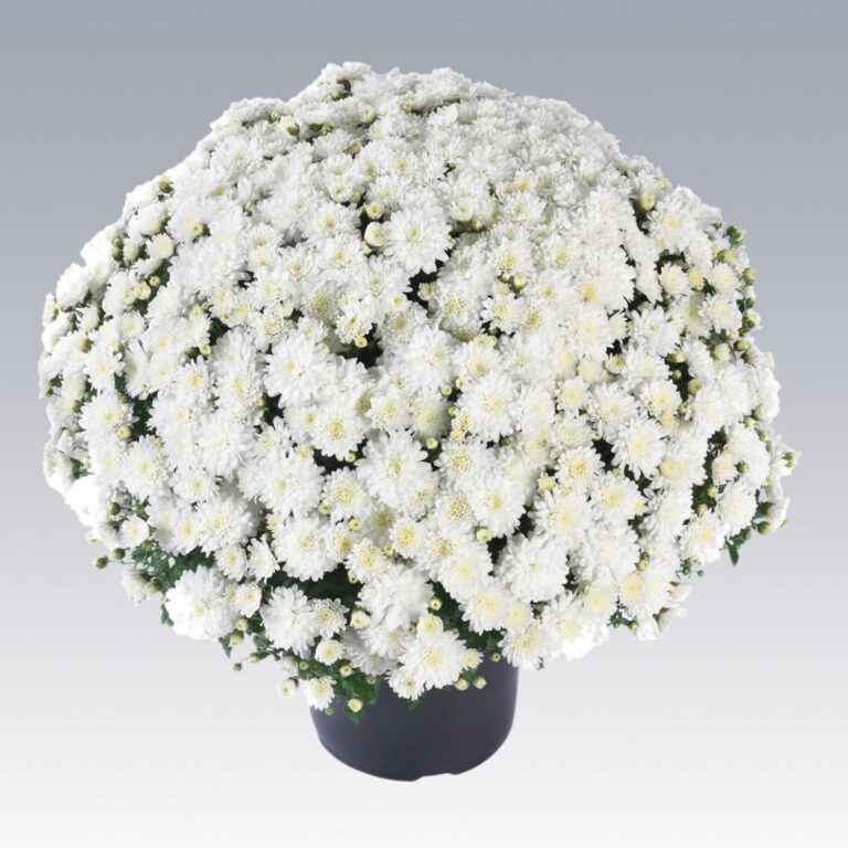 Chrysanthemum "Gardenmum White"
