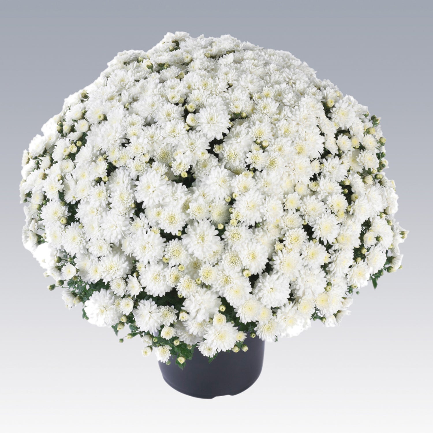 Chrysanthemum "Gardenmum White"