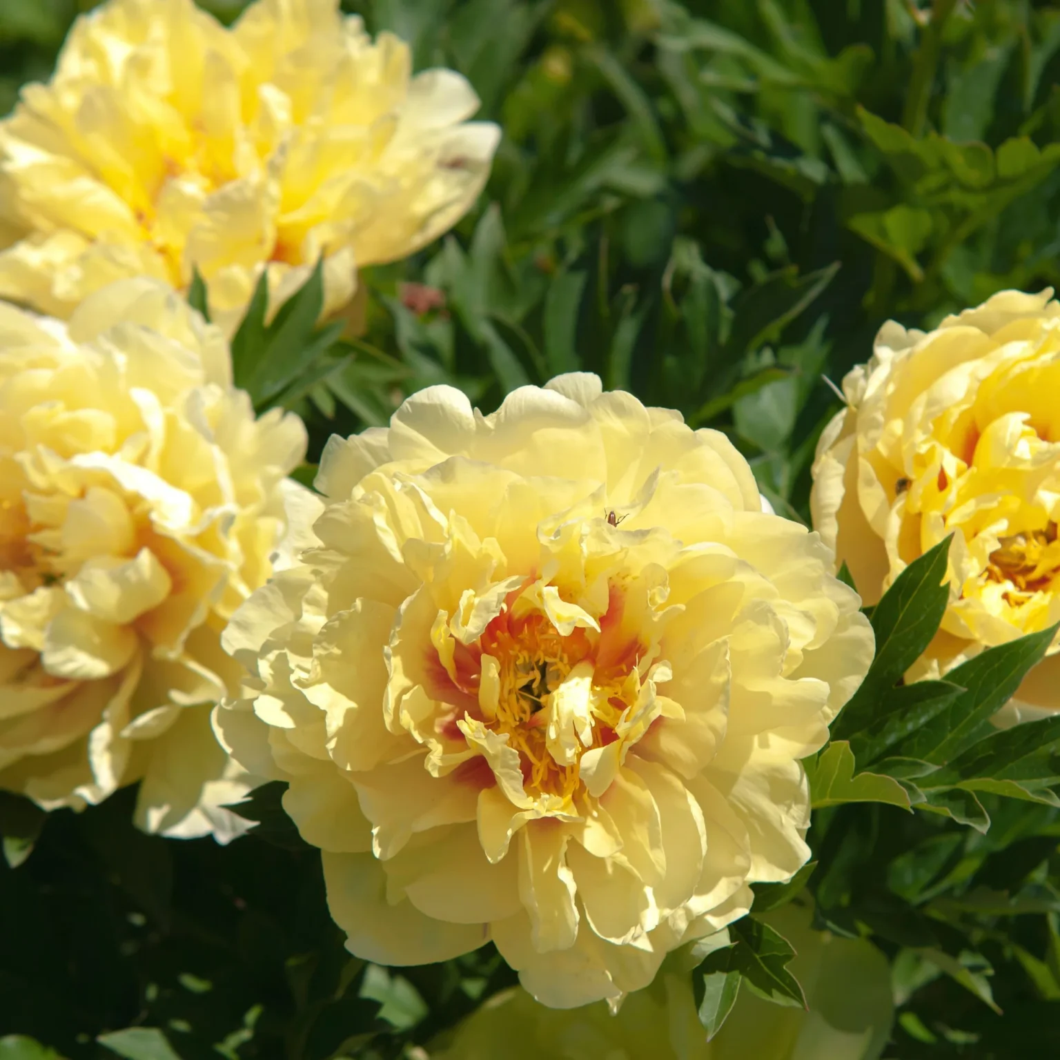 Paeonia Itoh "Garden Treasure"
