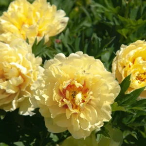 Paeonia Itoh "Garden Treasure"